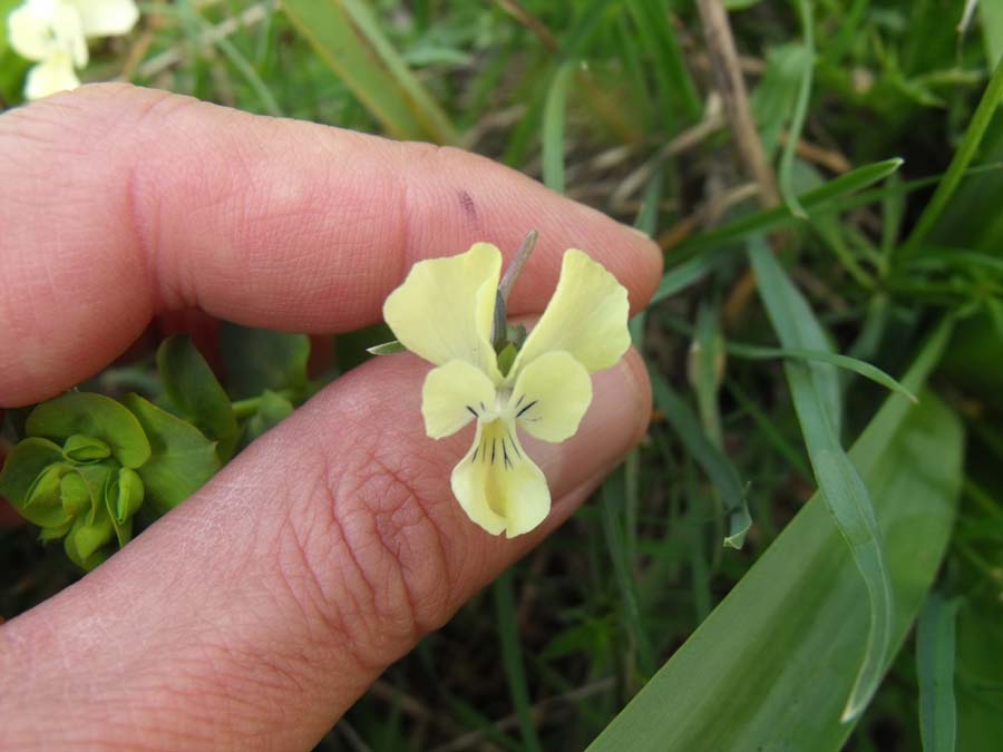 Viola garganica/Viola del Gargano